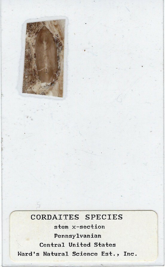 Coal Ball Peel of Cordaites sp. Microscope Slide