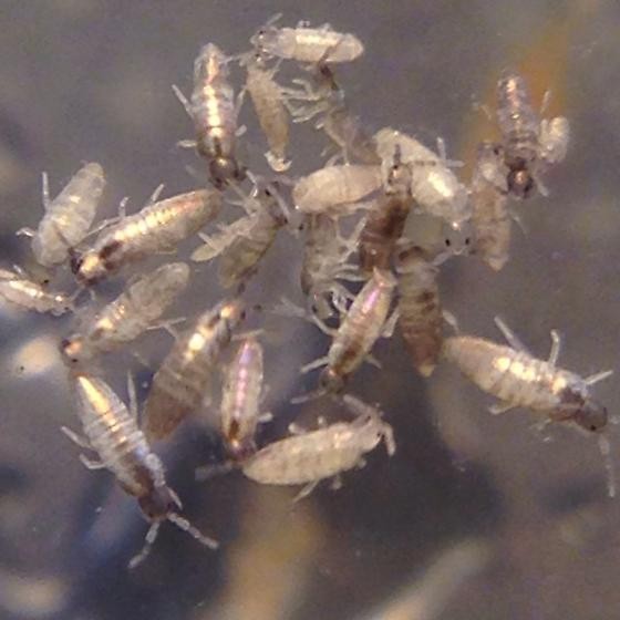 Silver Springtail (Seira dowlingi) - 50ct
