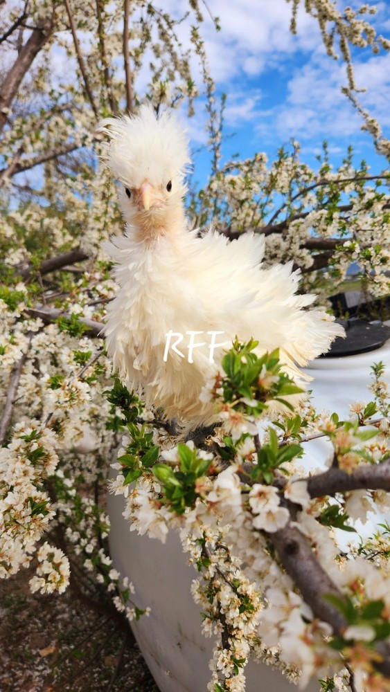 12 silkies Hatching Eggs hens choices