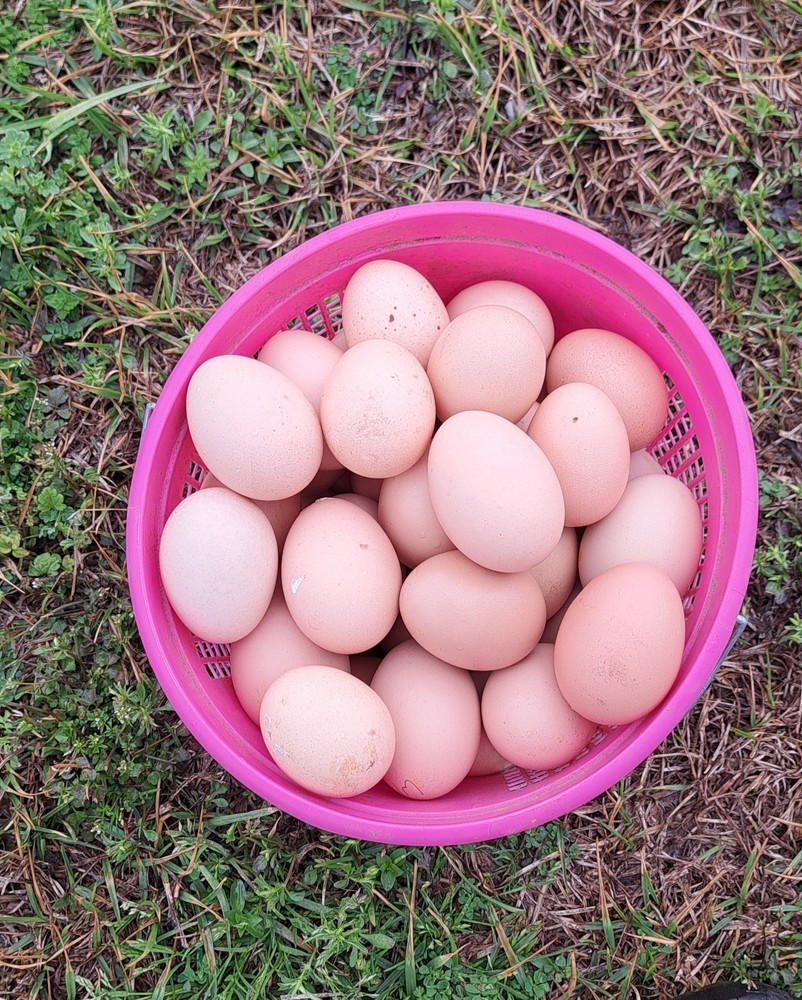 6 Croad Langshan Hatching Eggs (White & Splash)