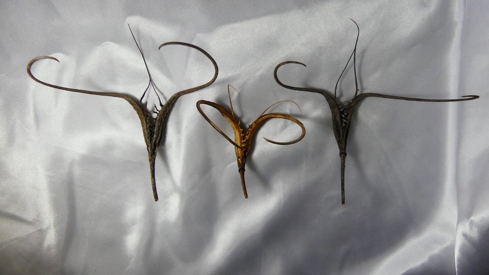 devils claw (1PC)
