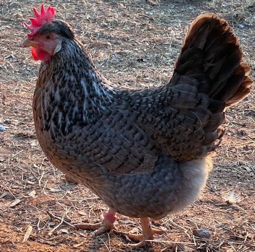 Cream Legbar Hatching Eggs 10++