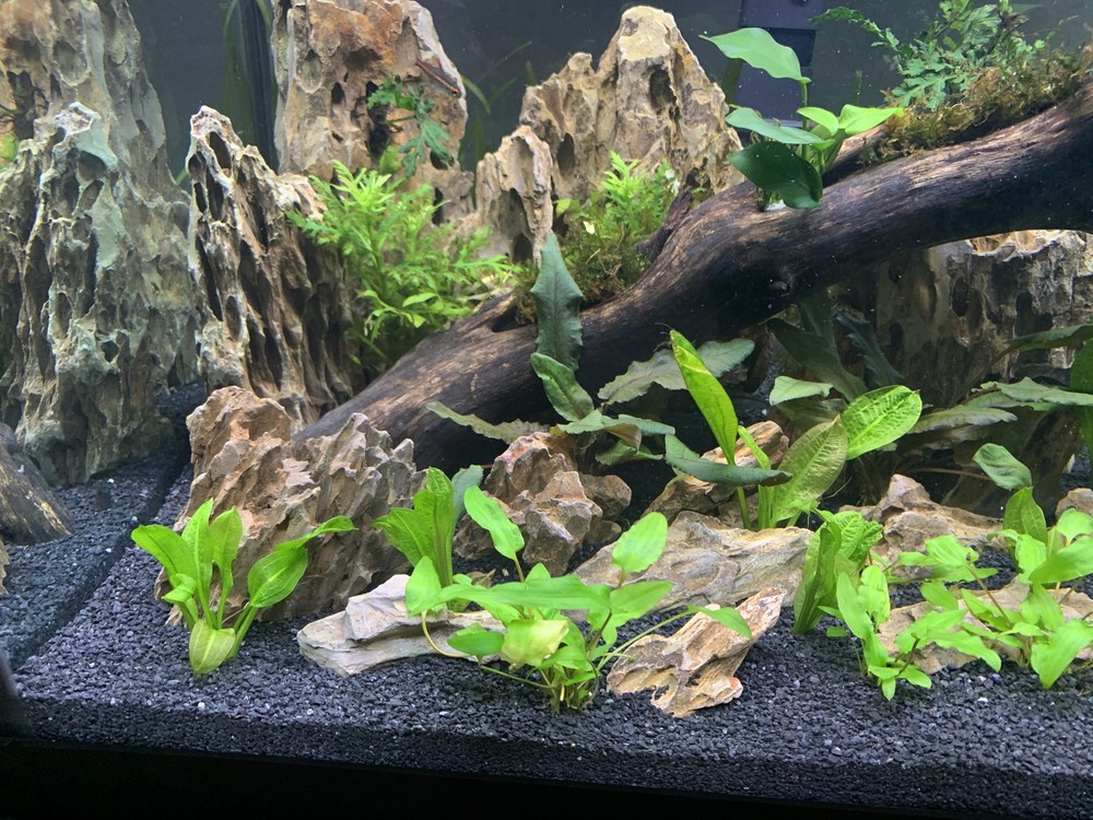 Cryptocoryne Wendtii Green Bare Root
