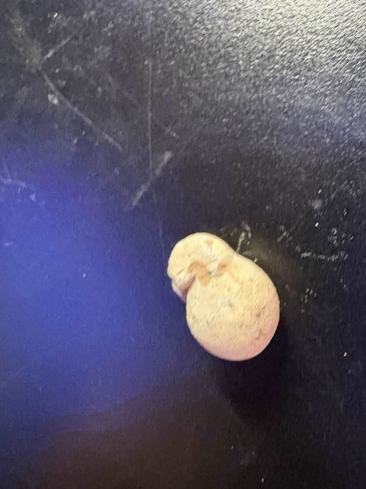Dug Civil War Relic