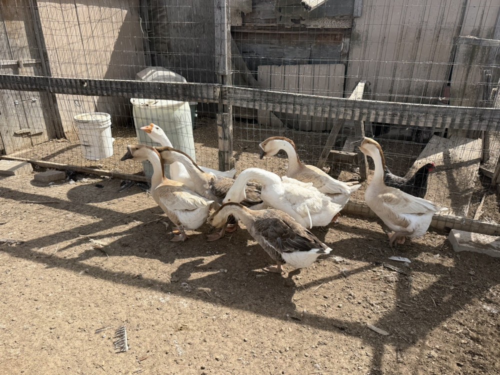 African Dewlap geese Hatching Eggs