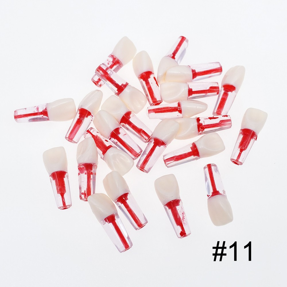 10Pcs Dental Endo Root Canal Teeth Model Study RCT Practice Typodont Model #8006
