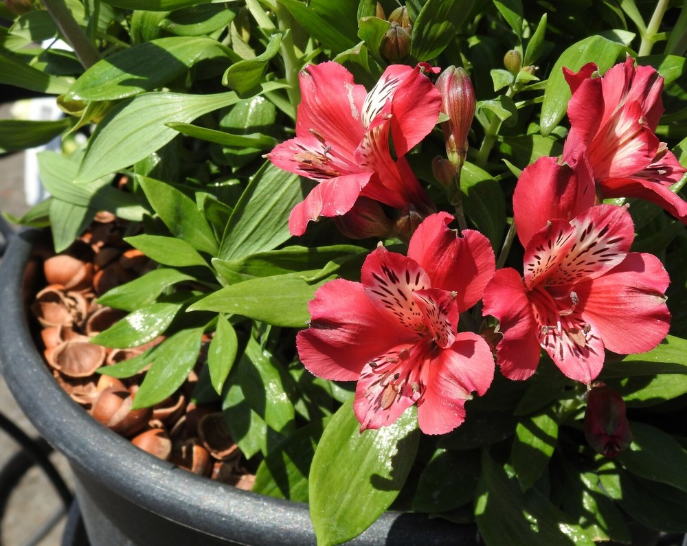 Hazel Shell Mulch - Amendment Product - 1.5 CF - 25 lbs.