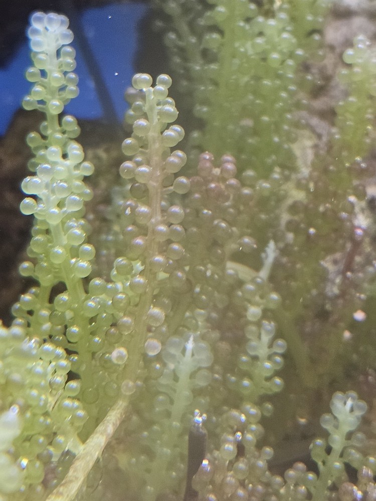 Live Macro Algae Caulerpa Multi Pack: 1ft Grape And 5 Leaf Seagrass