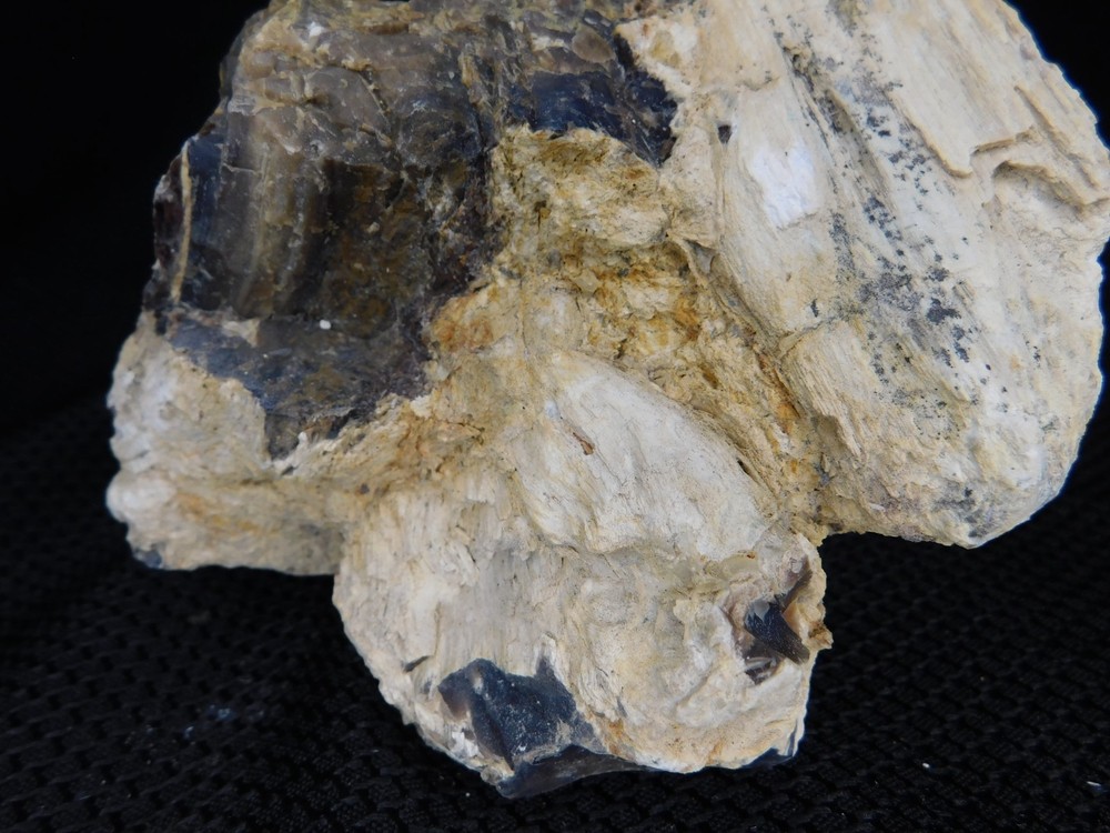 Limb Cast Petrified Wood Specimen Multiple Branches Opalized Agatized Vintage
