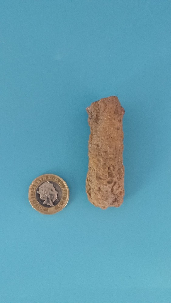 Fossiled Branch/ Root From Madagascar