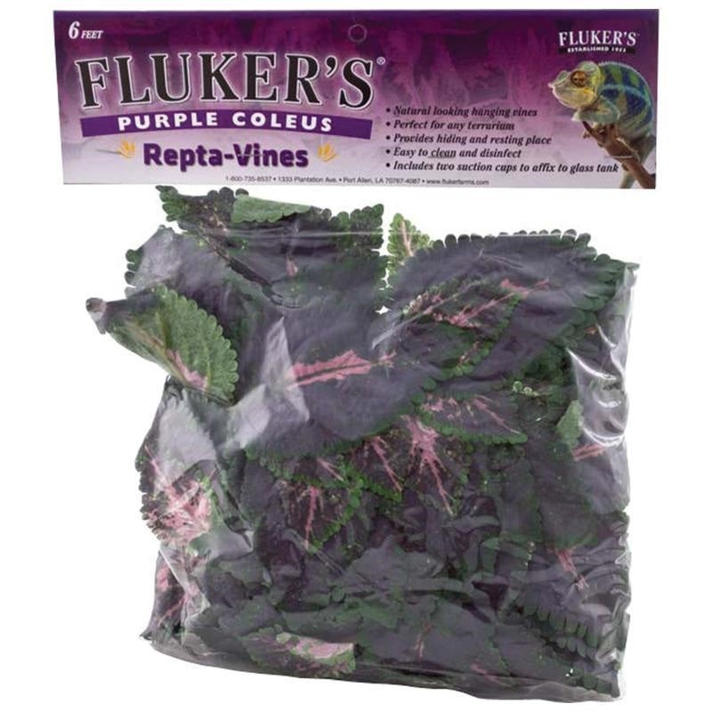 Fluker Repta Vine Purple Coleus