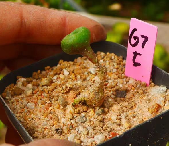 RareSucculent Plant Tylecodon opelii OwnRoot Random Boutique