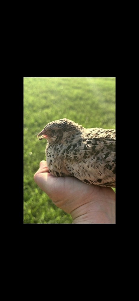 18+ Assorted Rare/Celadon Blue Mix Coturnix Quail Hatching Eggs