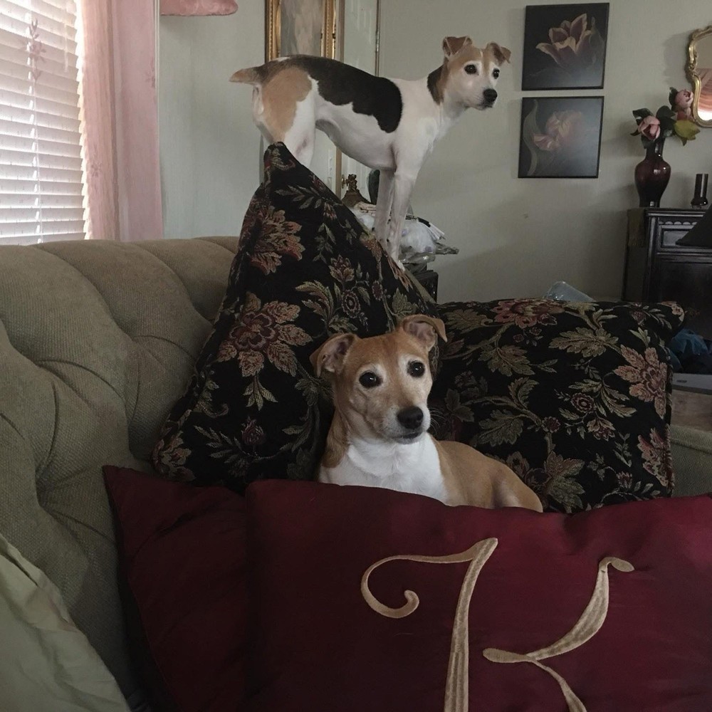 Tariff Relief 🙏 🏠 🐕 🚗