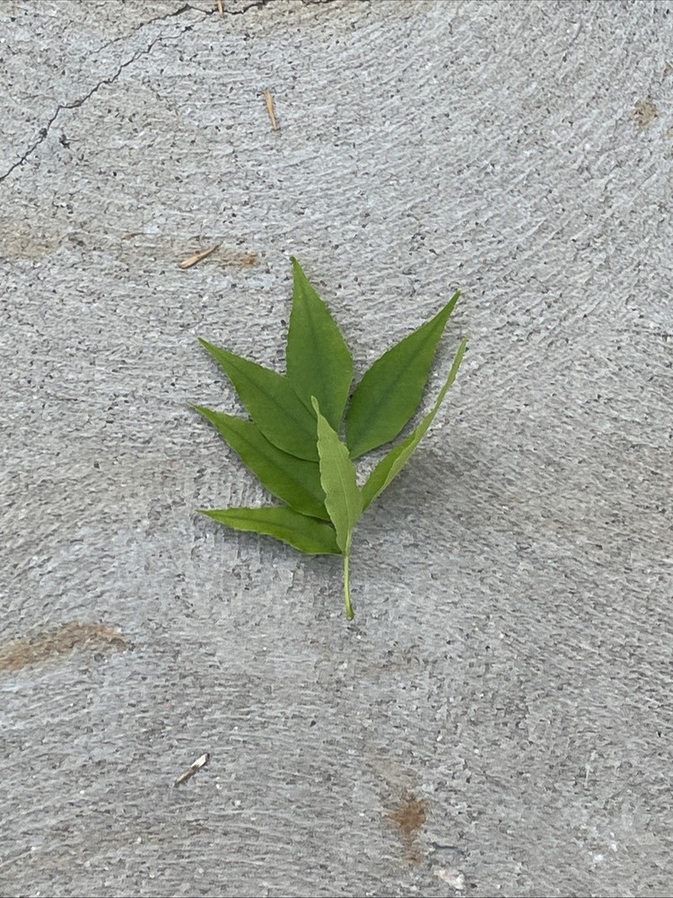 Leaf