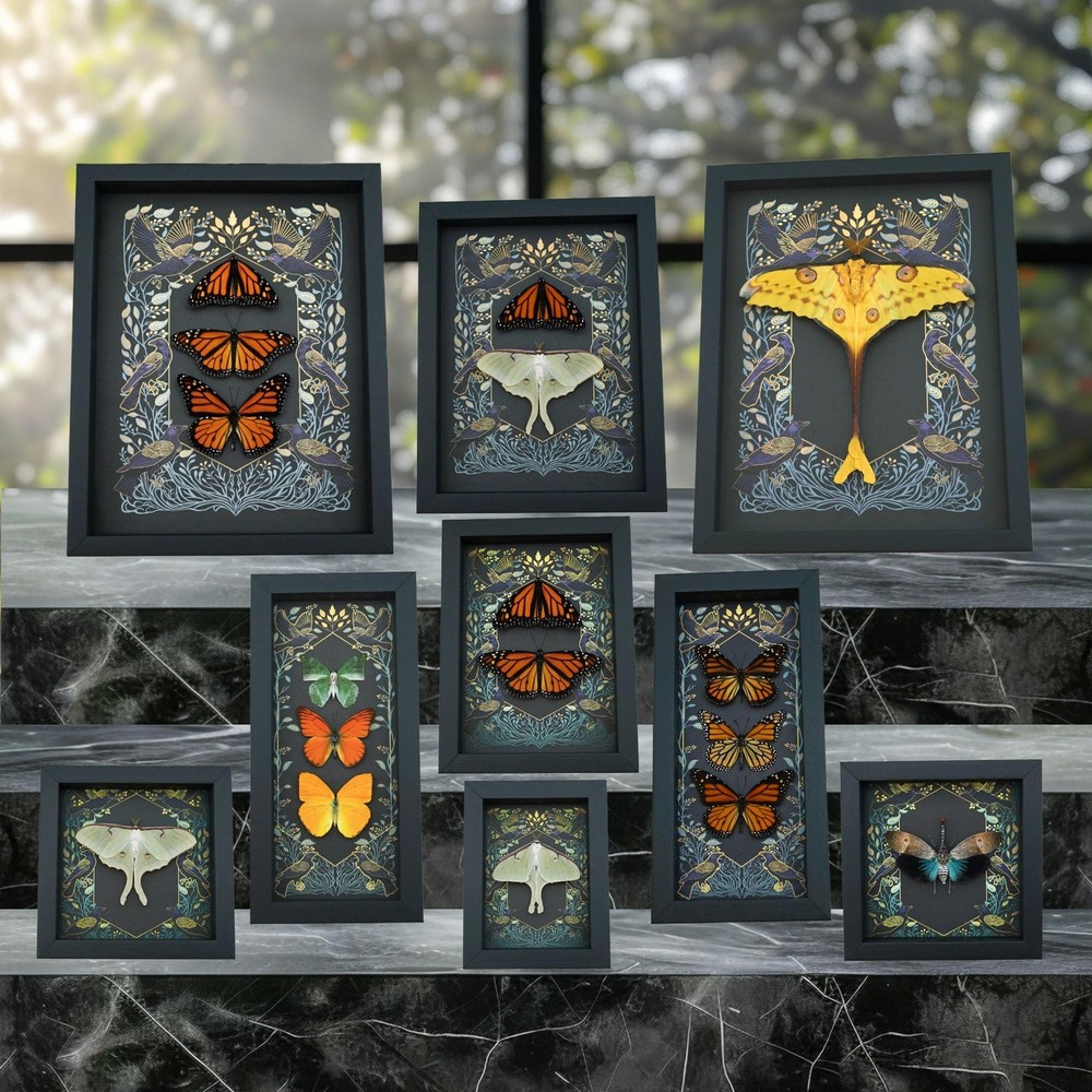 Real Framed Pale Green Triangle Butterfly Graphium eurypylus lycaonides