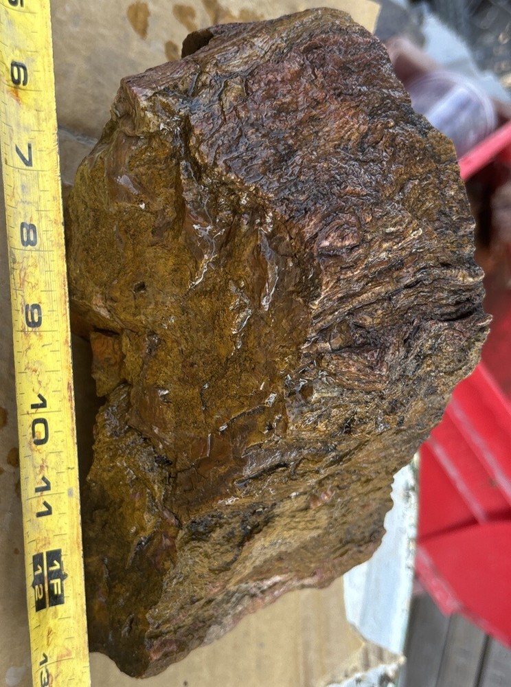 Colorful petrified wood