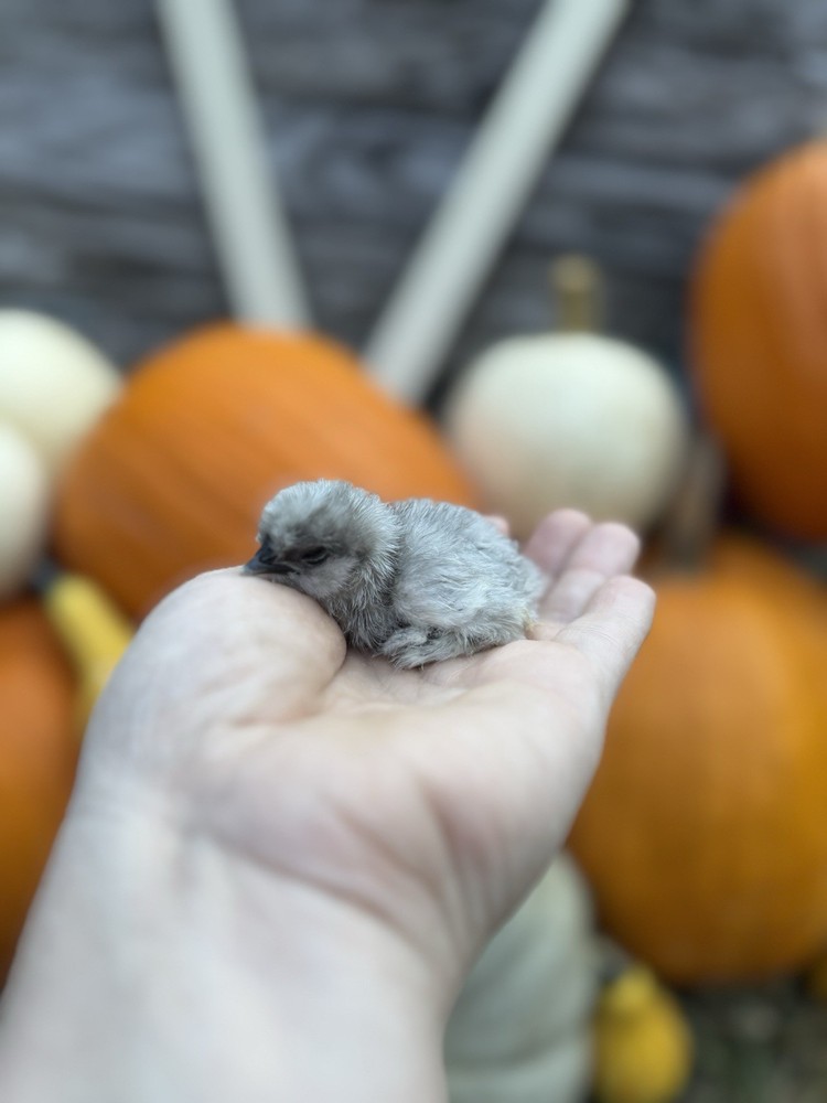 10 “Who’s Your Daddy?” Hatching Chicken Eggs 🤍