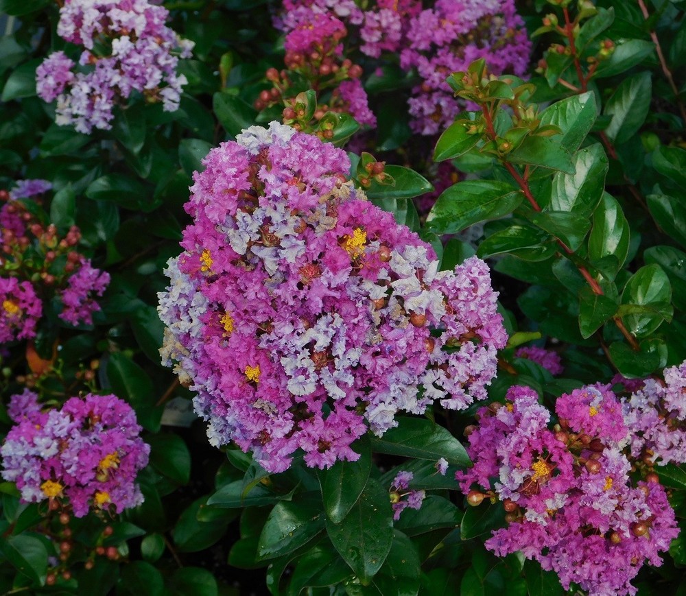 Purple Magic Crepe Myrtle Plants