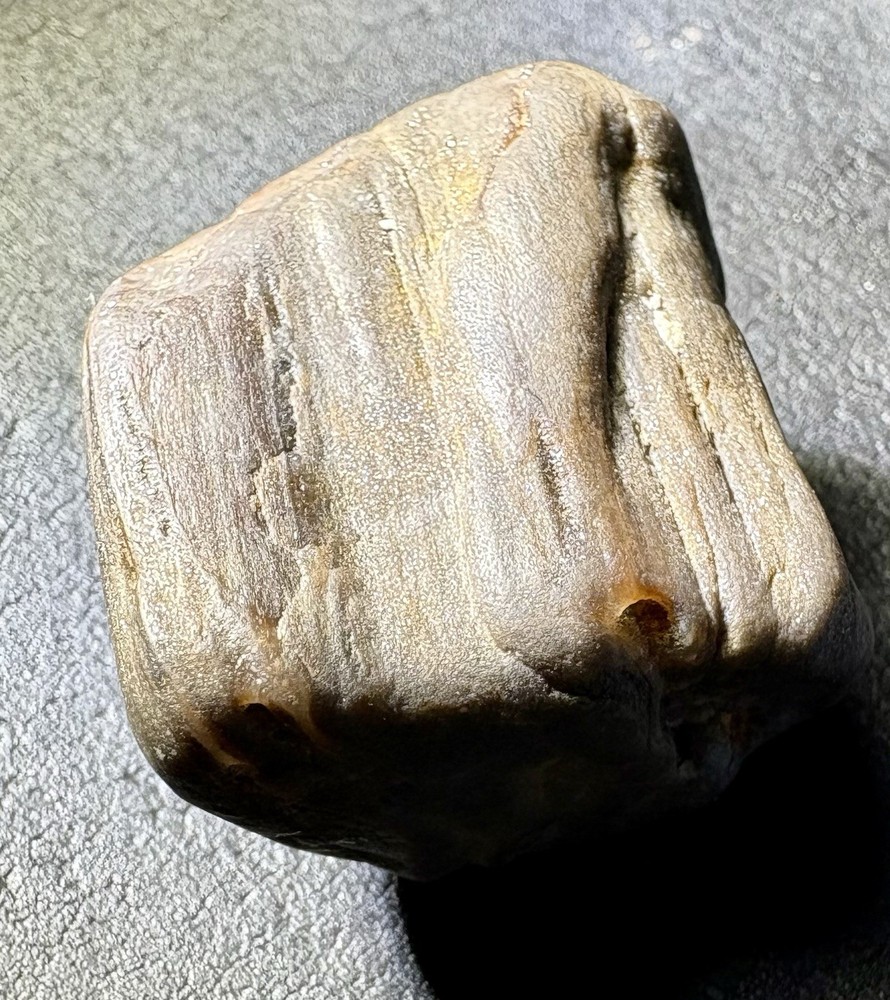 1 oz Petrified Wood