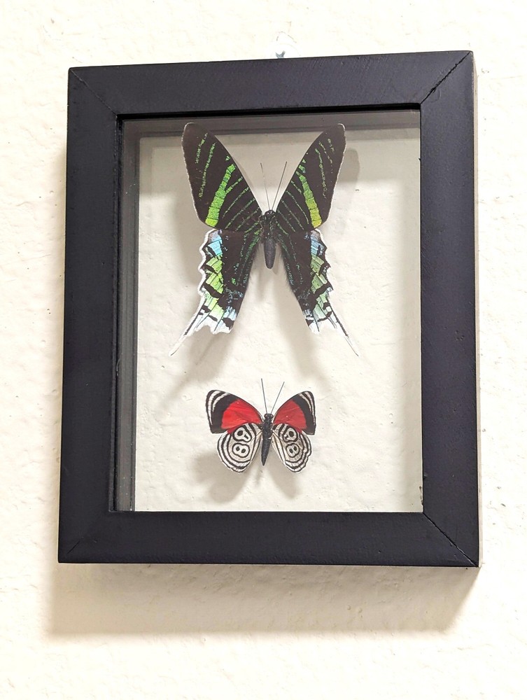 2 REAL BUTTERFLIES FRAMED COLLECTION DOUBLE GLASS