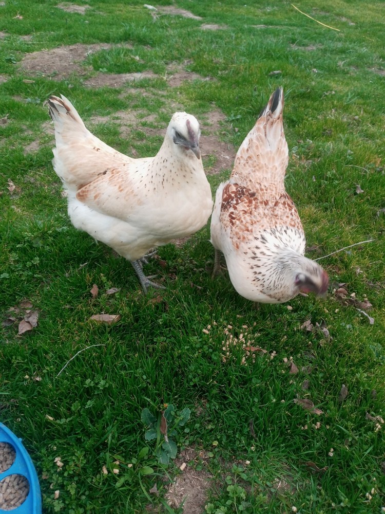 6+ Mosaic Hatching Eggs