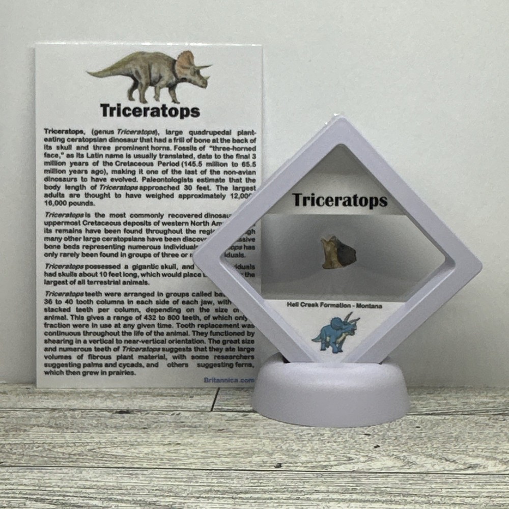 Triceratops Extinct Dinosaur Partial Tooth Fossil in Display Case