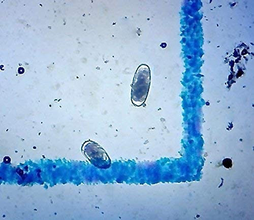 4 McMaster Method Microscope Slides, by FEC Source, Fecal/Worm Transparent