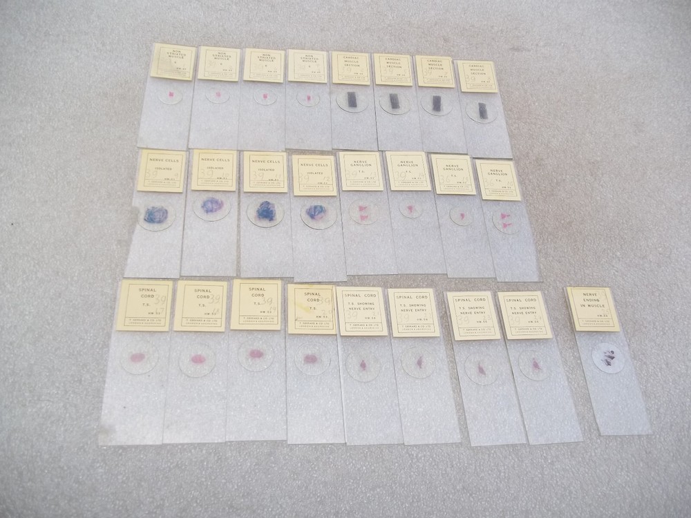 Vintage Glass Microscope Slides -