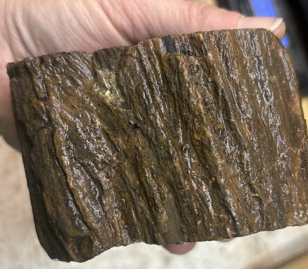 Colorful petrified wood