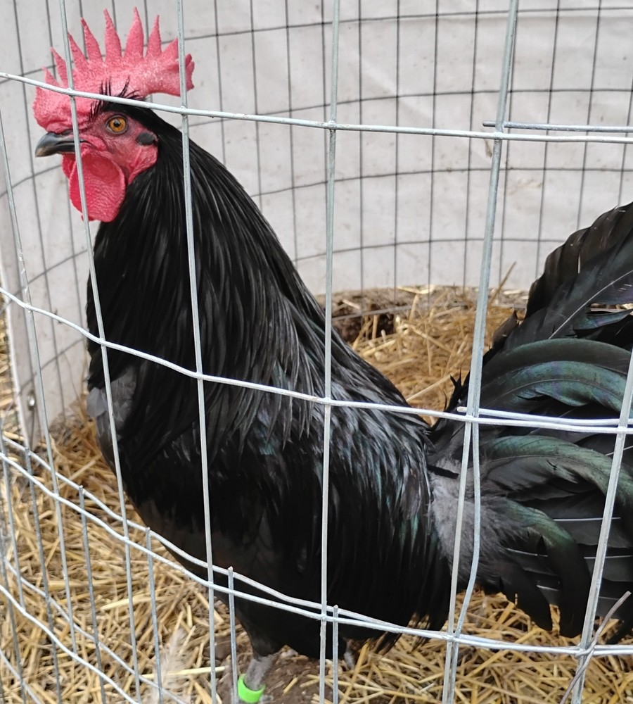 Pure Sid Taylor *10 Hatching Eggs