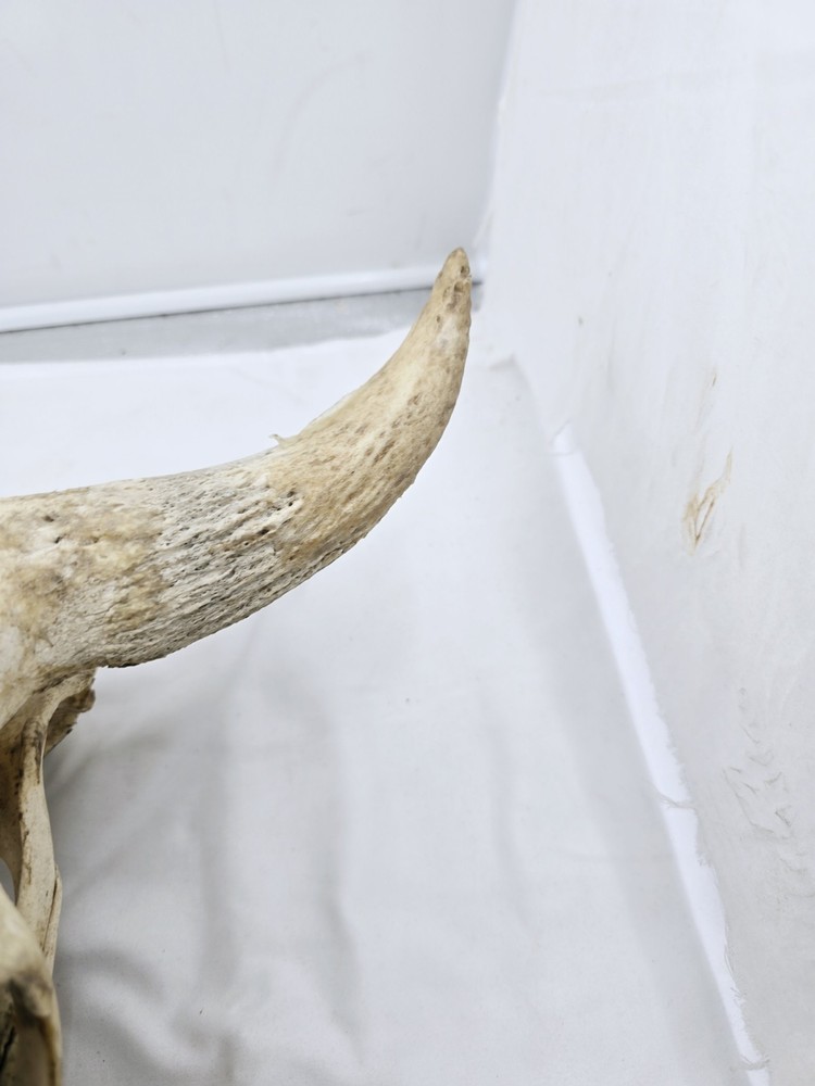 Steer Skull 19x18"