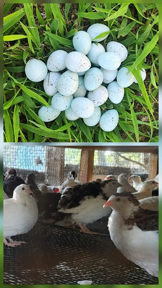50 + Celadon Coturnix Quail Hatching Eggs  (Blue Egg Layers)