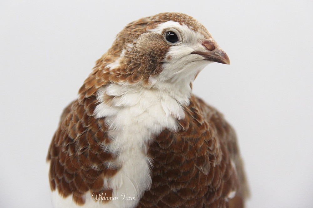 30+ Coturnix Quail Hatching Eggs
