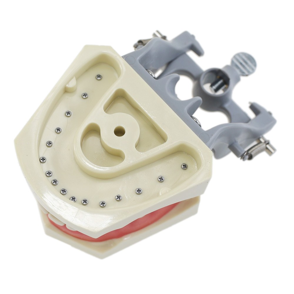 Columbia Dentoform 860 Type Dental Typodont Mounting Pole 32PCS Teeth Removable