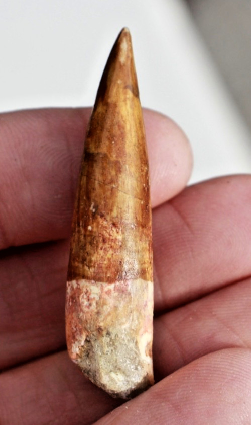 Authentic 2.0" Spinosaurus Tooth in Riker Mount