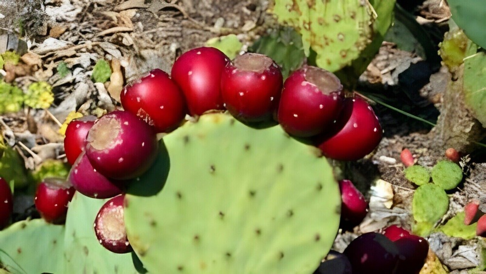 Prickly Pear Cactus Buy 2 Get 1 Free
