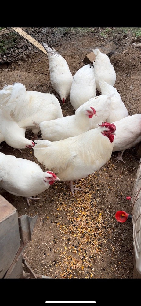 Two Dozen Threatened Rose Comb White Dorking Hatching Eggs
