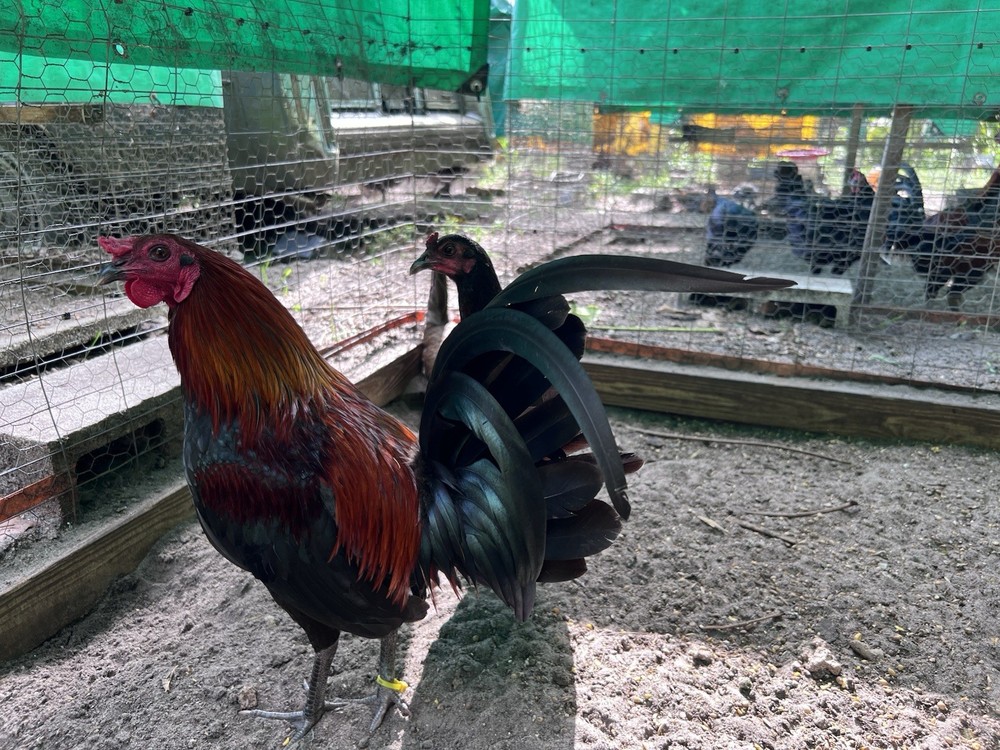 12 Plus Variety Hatching Eggs