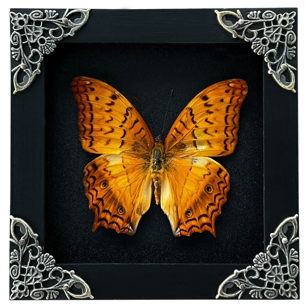 Real Framed Butterfly Specimen Insect Collection Display Goth Artwork Decor