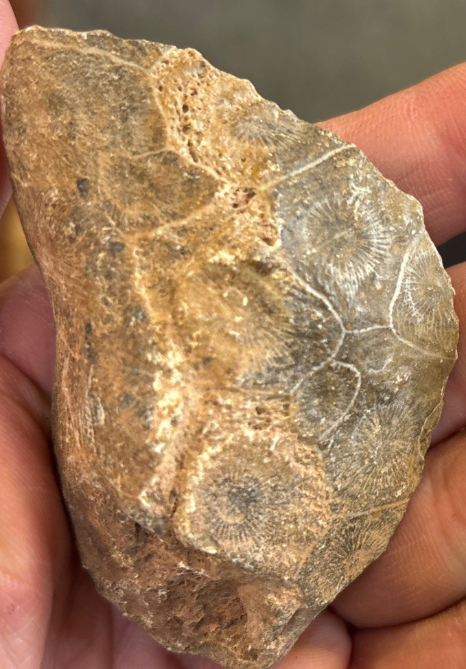 Petrified Coral End Polished