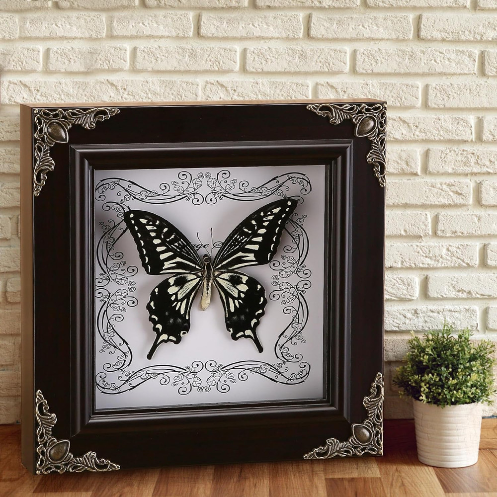 Real Butterfly Framed Handmade, Butterfly Display Shadow Box Collection, Framed