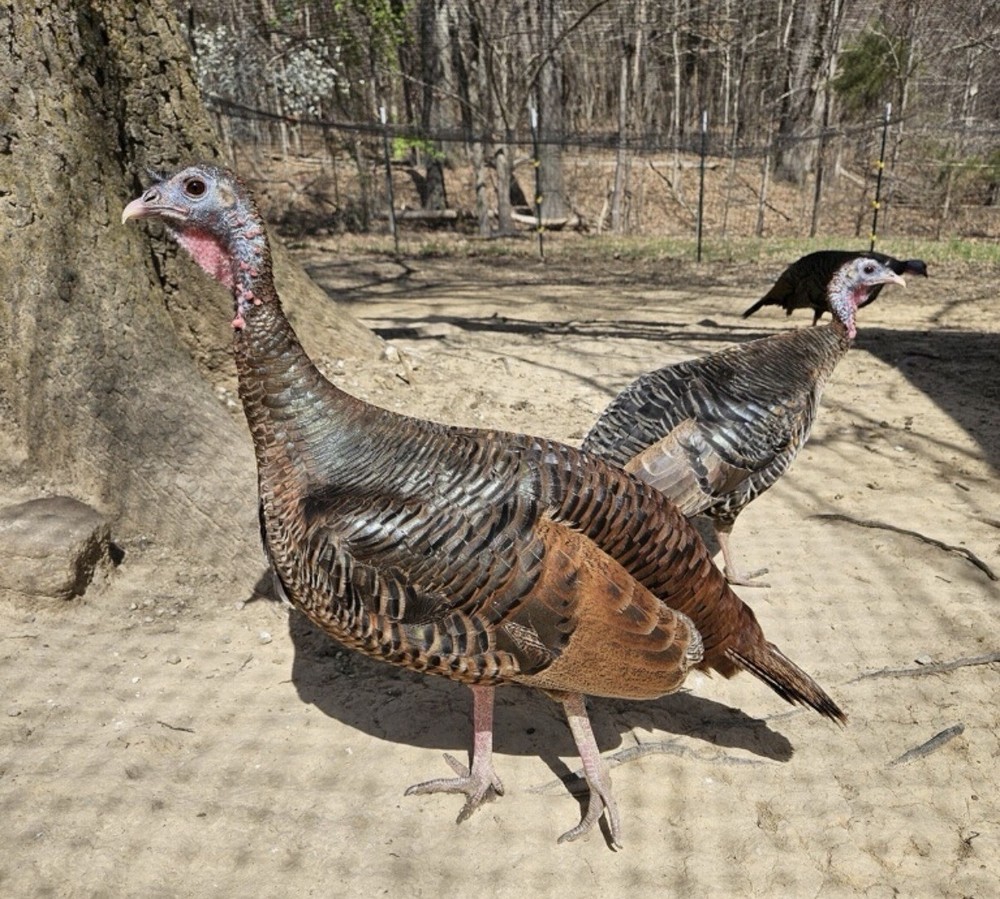 6 RIO GRANDE TURKEY EGGS