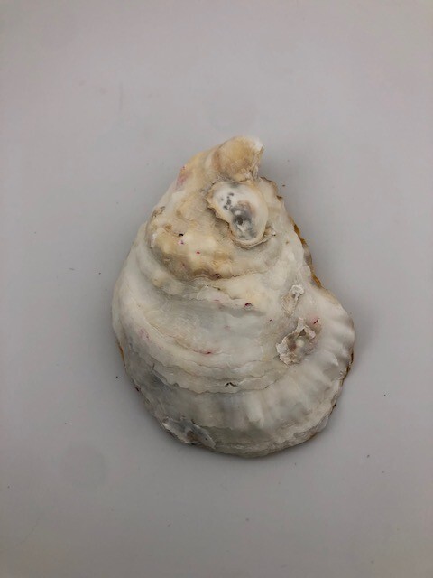 Hand Crafted Love You Hearts Decoupage Oyster Shell