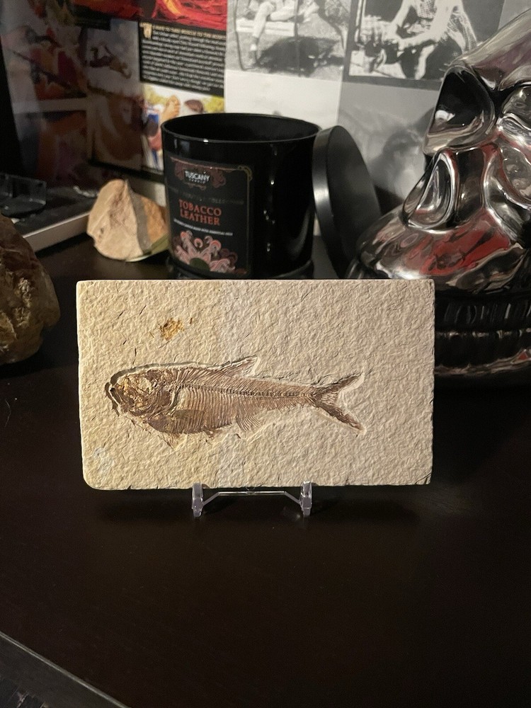 Fossilized Herring Fish Green River Formation Perfect Condition