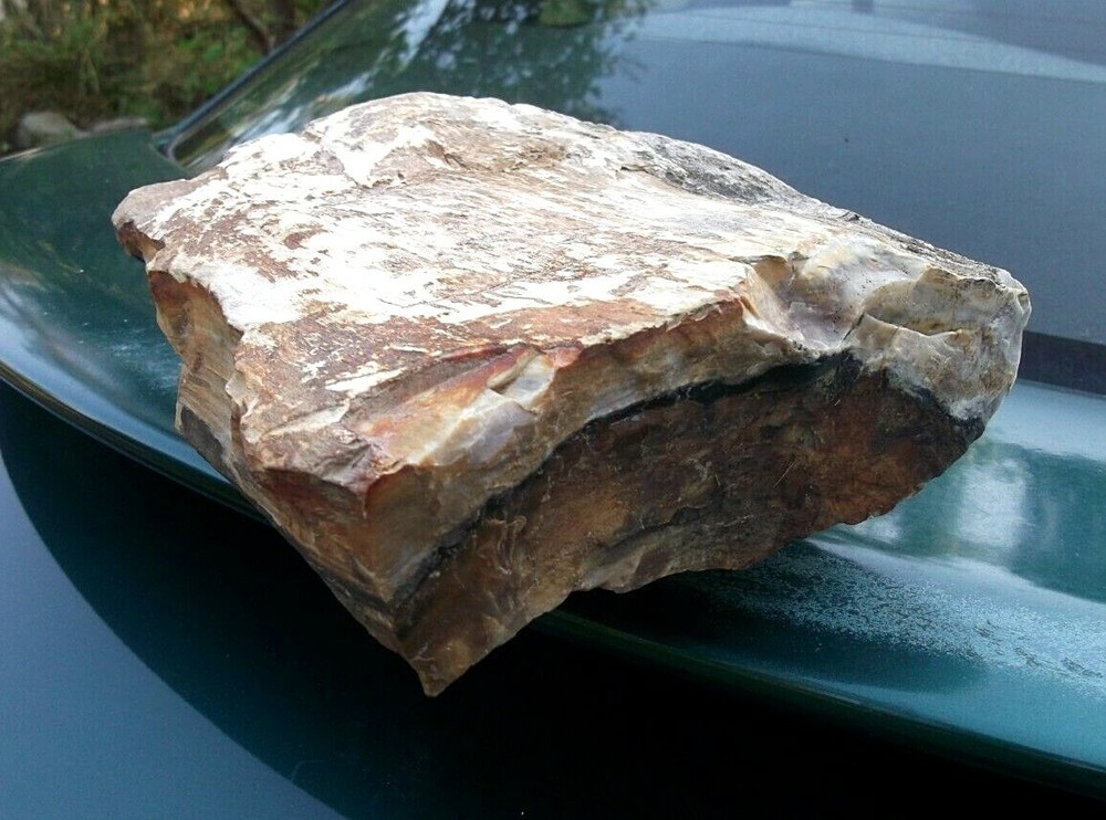 Petrified Wood Display Specimen 10.5 lbs, WA state