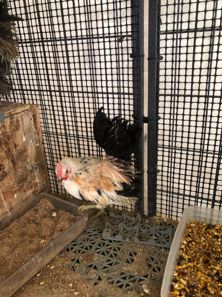 12 Clean Serama Hatching Eggs, Micro, A & B Types / Malay/Trad