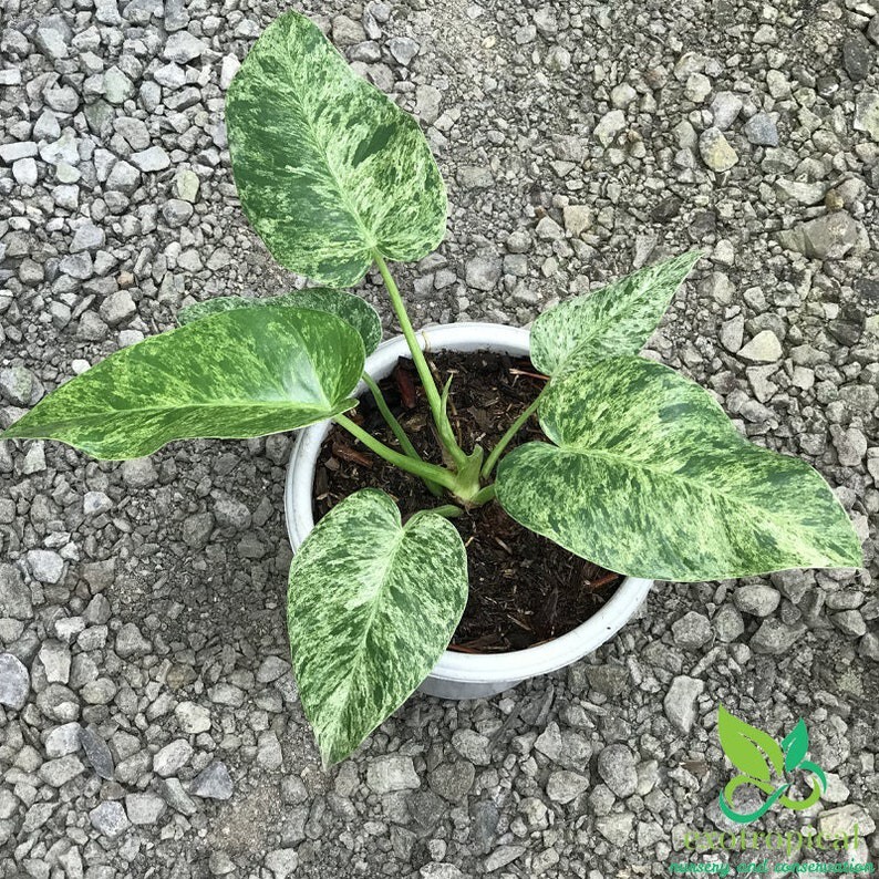 Philodendron Giganteum Variegated