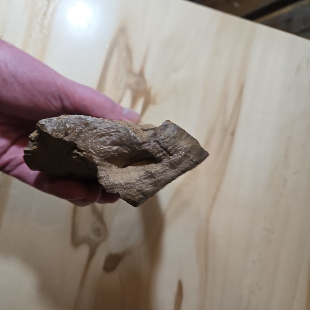 Amazing Petrified Wood Sample