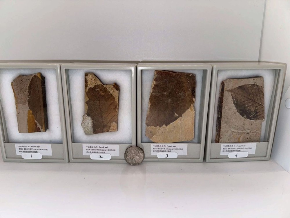 Leaf Fossils from Japan (Set 1)